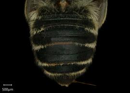   Megachile tsurugensis  female abdomen, photo: Shaun Heller 
